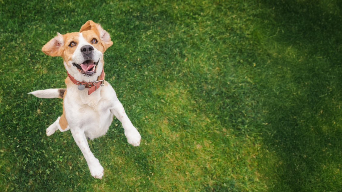 Estudio revela que los perros distinguen distintas emociones humanas