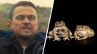 Ranita Pehuenche: La especie que provocó la intervención de DiCaprio para evitar su extinción