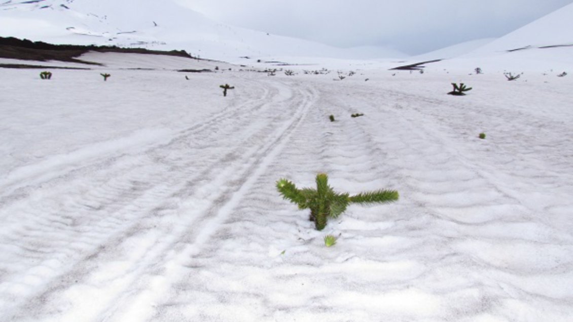 Conaf denunció ingreso ilegal de motos de nieve y daños a araucarias en Reserva Malalcahuello