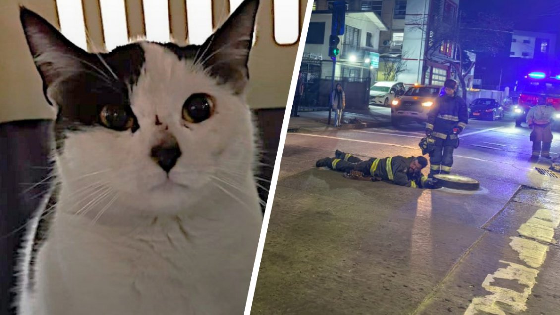 Cuatro días atrapado: rescataron a gato desde alcantarilla en Concepción