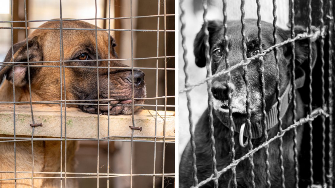 Con sentimientos encontrados, Corea del Sur se despide de su ancestral sopa de perro