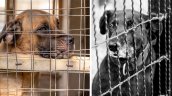 Con sentimientos encontrados, Corea del Sur se despide de su ancestral sopa de perro