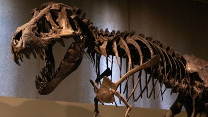   Esqueletos de dinosaurio y fósiles, artículos de lujo a la venta en una galería de Moscú 
