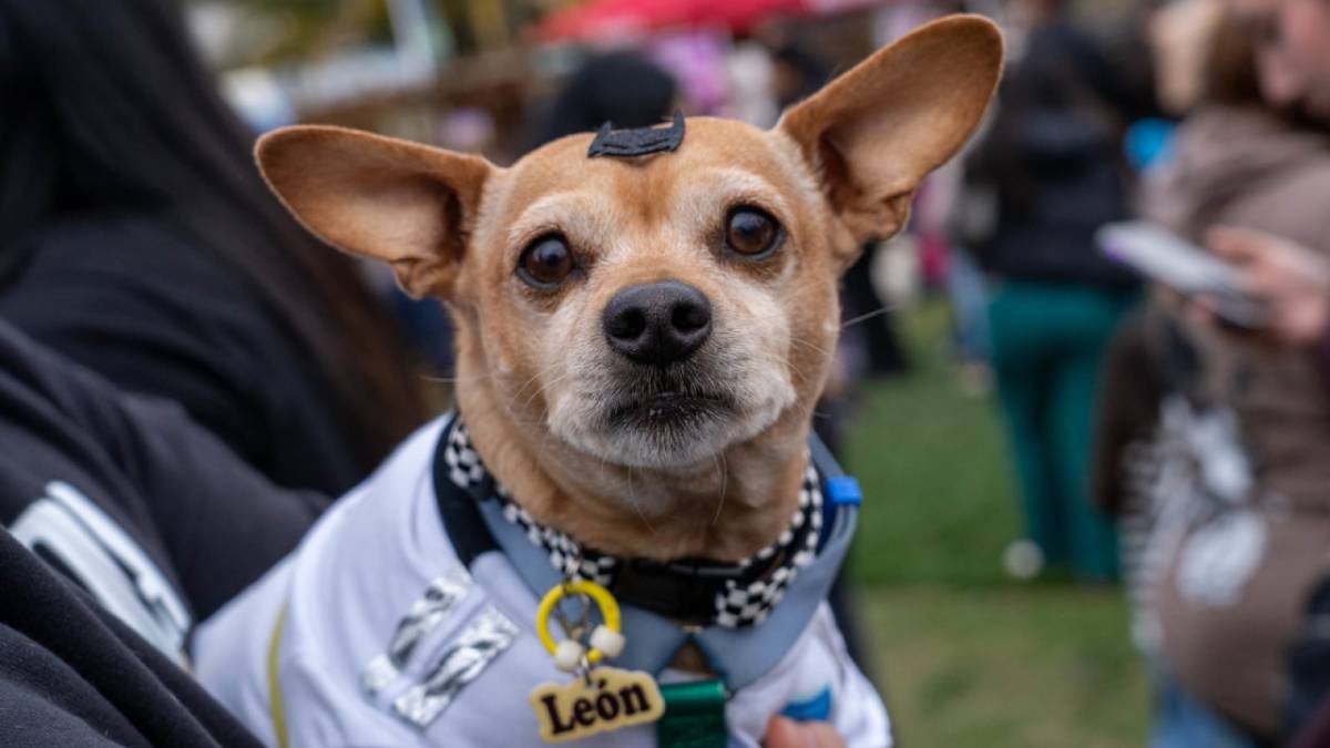 Las adorables postales que dejó la segunda edición de Expo Patitas