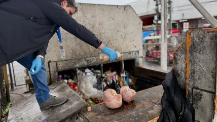 Decomisan más de 350 kilos de carne en mal estado en Temuco