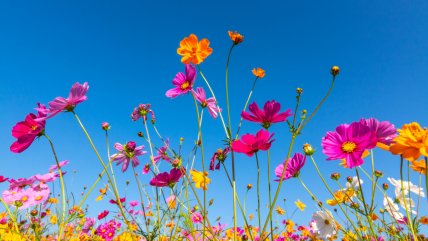   ¿Cuándo comienza la primavera en Chile?: Esta es la fecha del cambio de estación 