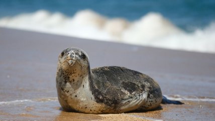 Foca leopardo varó en la Playa del Deporte de Viña del Mar