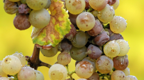 Congreso Futuro: 