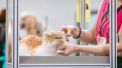 Cámara pide al Gobierno crear una red de salud veterinaria con acceso gratuito