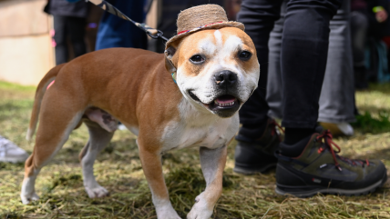   ¿Qué alimentos están prohibidos para las mascotas en Fiestas Patrias? 