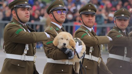   El esperado paso de la unidad canina de Carabineros por la Parada Militar 