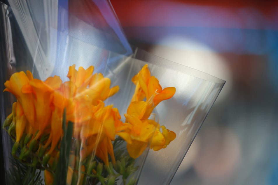 ¿Por qué se regalan flores amarillas el 21 de septiembre?