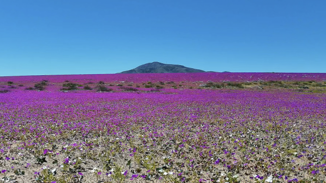 Desierto florido tendrá una "magnitud realmente excepcional" por efectos del "Súper niño"