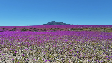   Desierto florido tendrá una 