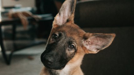   Los perros entienden la estructura de nuestras palabras igual que las guaguas, según estudio 