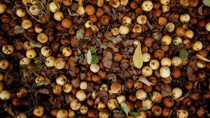   Hoteles del Valle del Aconcagua se ayudan a sí mismos y al medioambiente produciendo compost 
