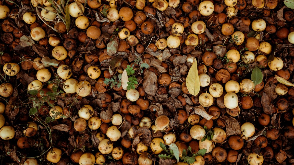 Hoteles del Valle del Aconcagua se ayudan a sí mismos y al medioambiente produciendo compost
