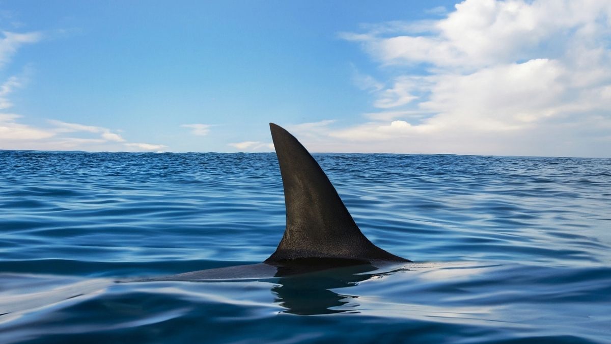 Tiburón a la vista en Rapa Nui: Piden evitar ingreso al mar