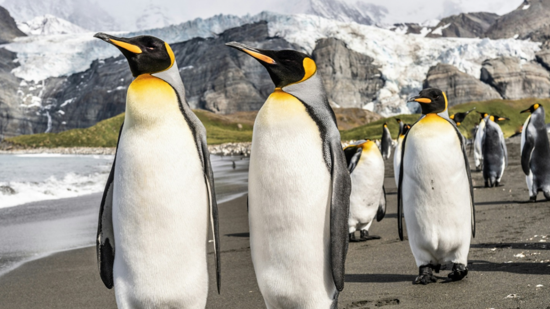 Estudio: Los pingüinos aceleran el deshielo en la Antártica con sus excrementos