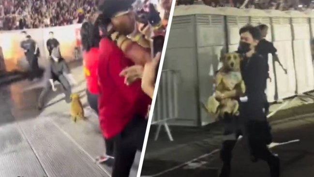 ¿Emblema latinoamericano? Un perrito se coló en show de BTS