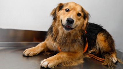   Morocho fue adoptado por la Municipalidad de Santiago: Tendrá un rol en Seguridad 