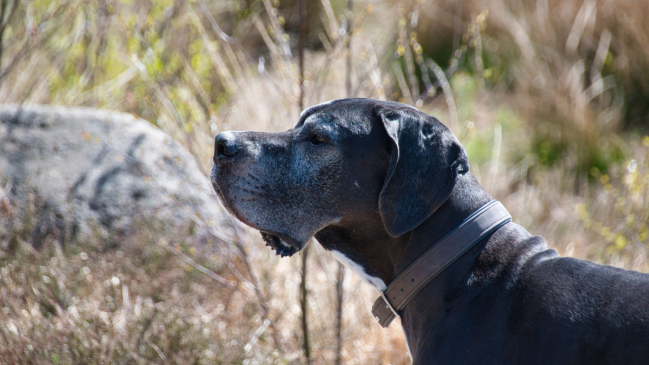 ¿Por qué los perros grandes viven menos?: la ciencia apunta a los "genes saltarines"