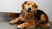 Morocho fue adoptado por la Municipalidad de Santiago: Tendrá un rol en Seguridad