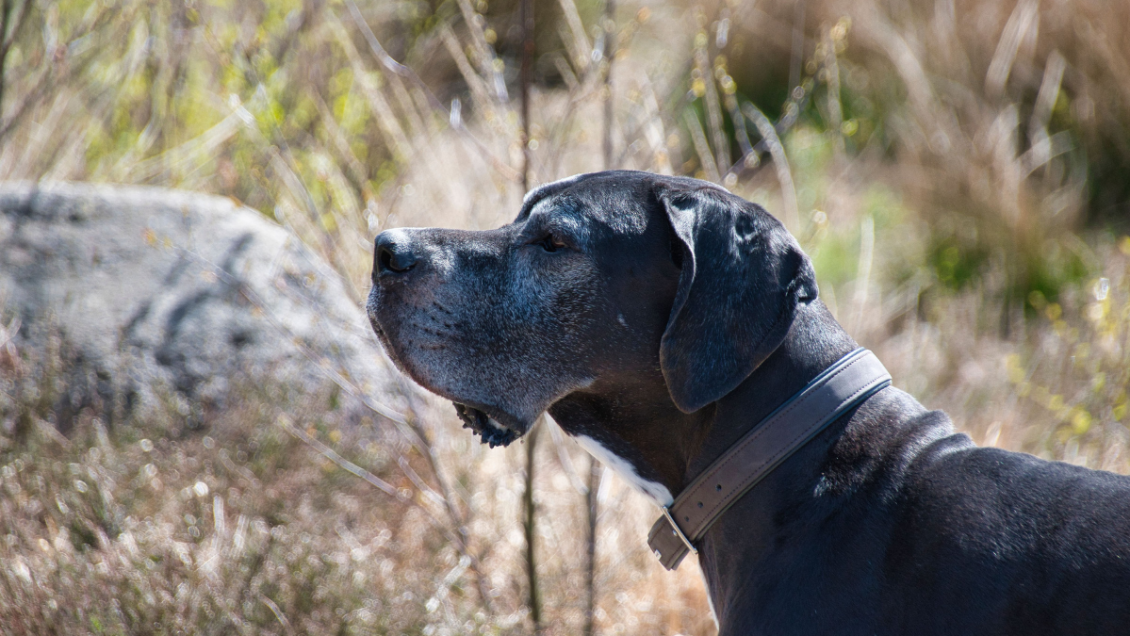 ¿Por qué los perros grandes viven menos?: la ciencia apunta a los 