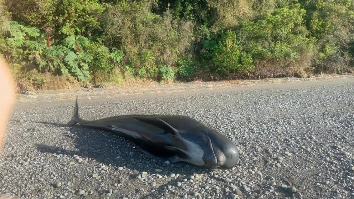 Hallaron calderón negro de cinco metros varado en isla Tenglo