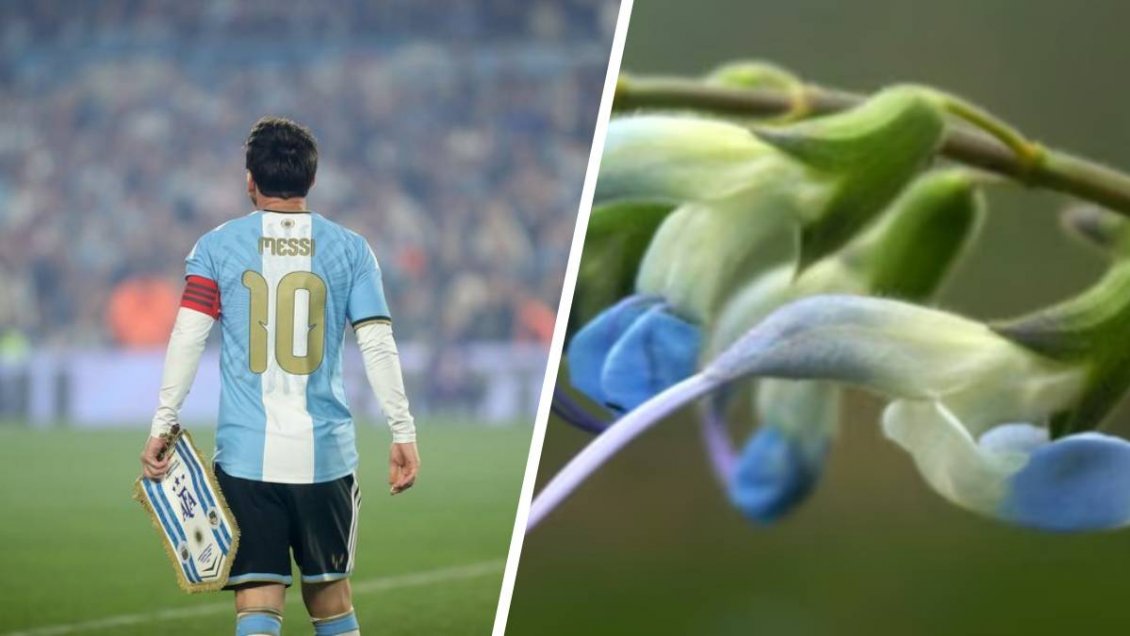 Científicos peruanos bautizaron en honor a Messi una nueva especie de planta en Los Andes