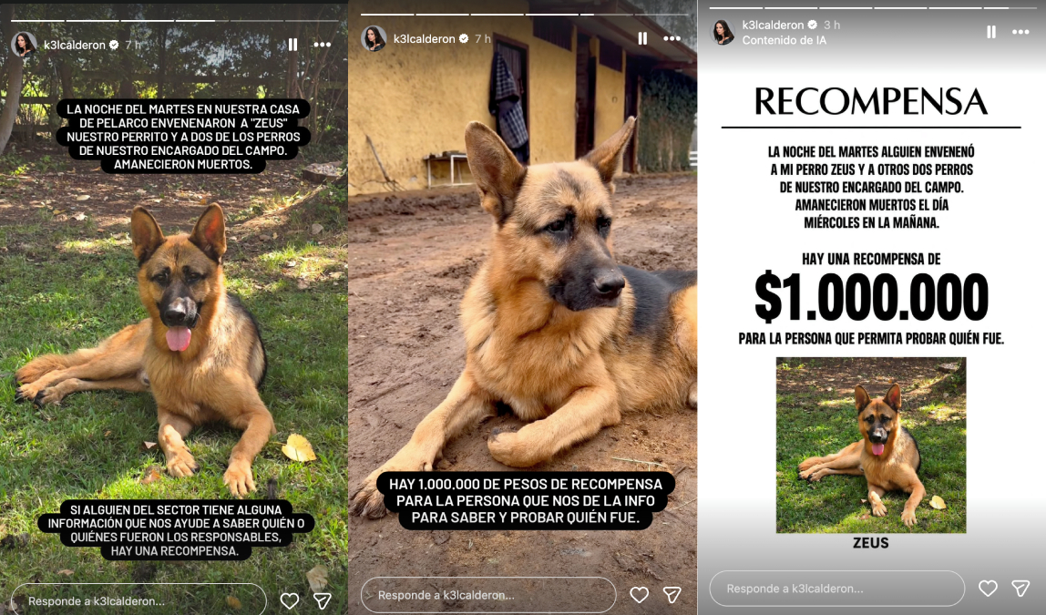 Kel Calderón ofreció recompesa para hallar al responsable de la muerte de tres perros Kel Calderón ofreció recompesa para hallar al responsable de la muerte de tres perros