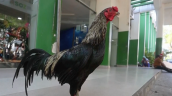 Gallo lleva ocho años esperando a su dueño fallecido afuera de un hospital en Bolivia
