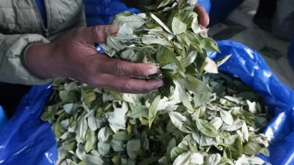   Más de 100 kilos de hojas incautados: seis bolivianos fueron detenidos por tráfico de coca 