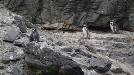   Dominga: Greenpeace emplaza a Kast ante una eventual aprobación 