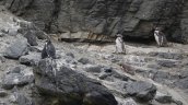 Dominga: Greenpeace emplaza a Kast ante una eventual aprobación