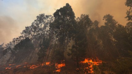 CMPC y Gobierno lanzaron plan de prevención de incendios forestales en La Araucanía