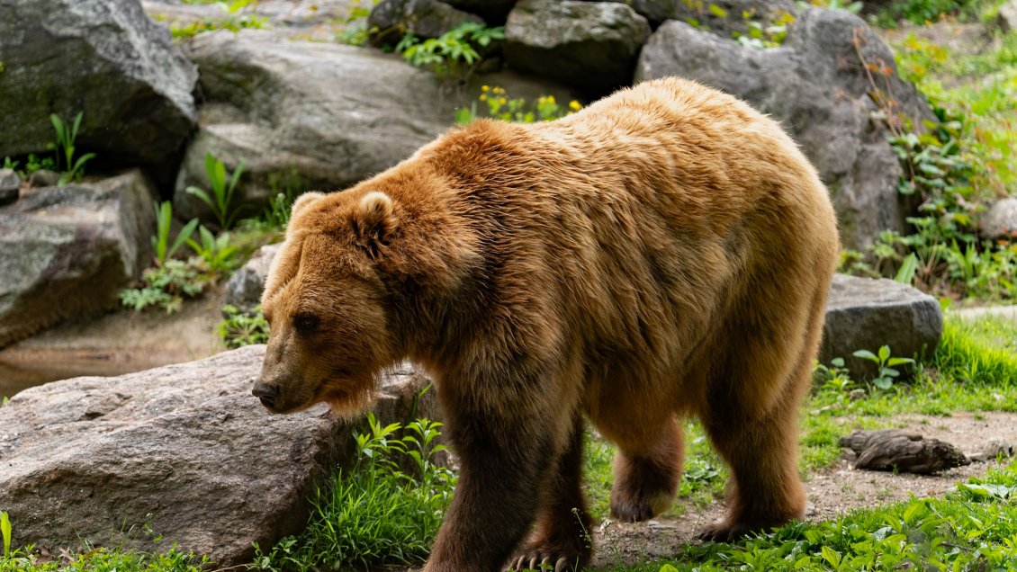 Japón: Tren descarriló tras chocar contra un oso